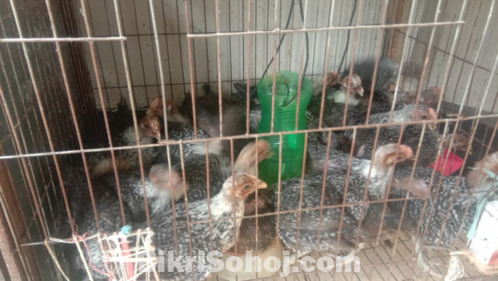 ফাউমি মুরগীর বাচ্ছা